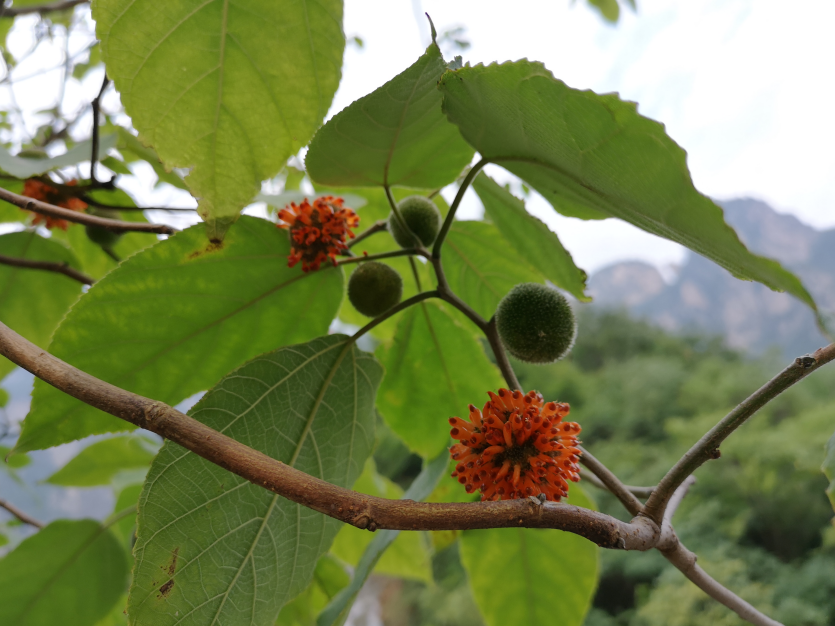 微信图片_20190801135910.png